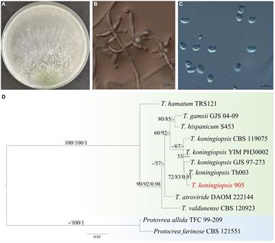 Trichoderma koningiopsis Tk905: an efficient biocontrol, induced resistance agent against banana Fusarium wilt disease and a potential plant-growth-promoting fungus